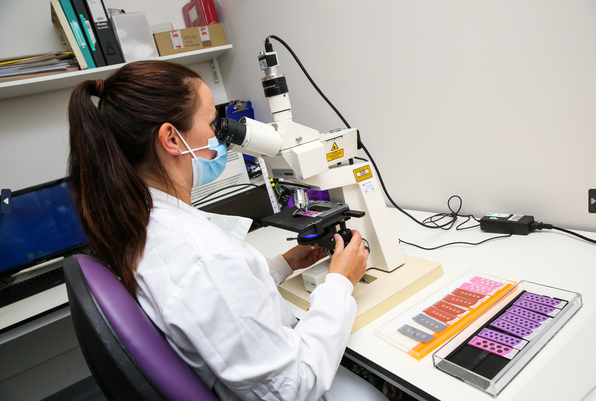Pathology lab microscope being used by staff member